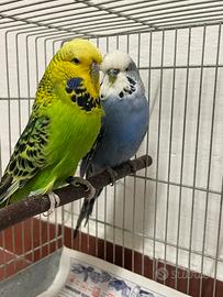 Coppia cocorite ondulati inglesi