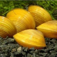 Vongole d'acqua dolce