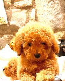 Barboncino Red nano maschio