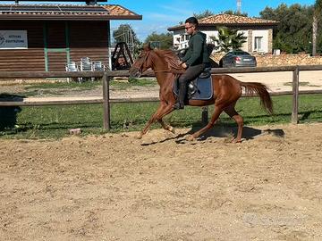 Cavalli doppia pony femmina