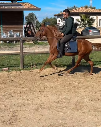 Cavalli doppia pony femmina