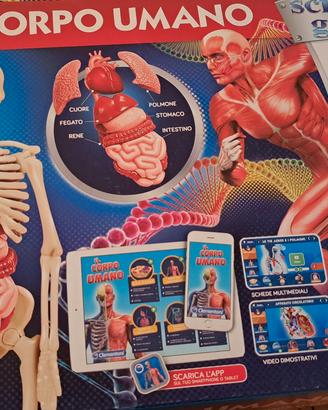 gioco il corpo umano