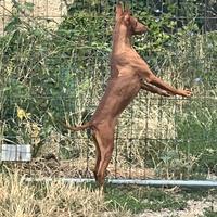 Cirneco da expo con pedegree in affido