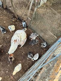 Pulcini wyandotte cocincina lakenvelder faverolles