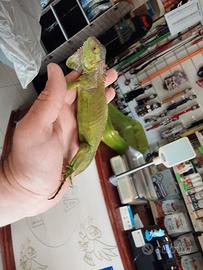Iguana verde