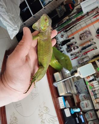Iguana verde