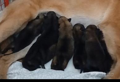 Disponibili cuccioli di pastore belga malinois