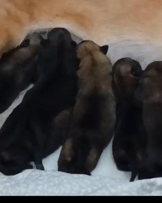 Disponibili cuccioli di pastore belga malinois