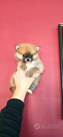 Spitz nano di Pomerania mini mini