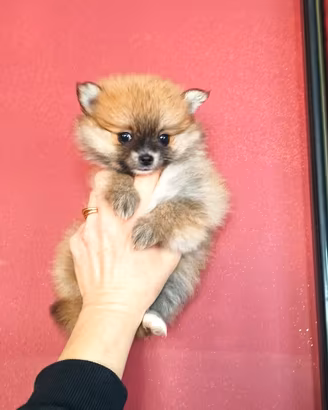 Spitz nano di Pomerania mini mini