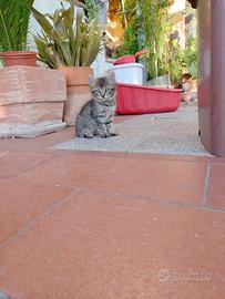 Gattina zona Sassari e provincia