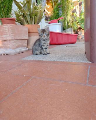 Gattina zona Sassari e provincia