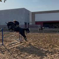 Cavalla maremmana 9 anni