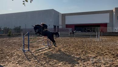 Cavalla maremmana 9 anni