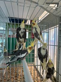 Calopsite singoli o coppie RIPRODUTTIVE