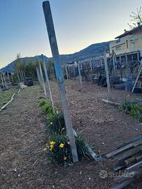 pali in cemento per vigneto