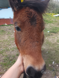 Mini poni