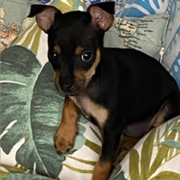 Cuccioli pinscher