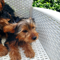 Yourshier terrier razza media