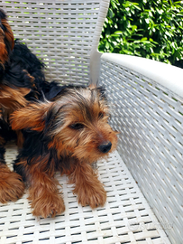 Yourshier terrier razza media