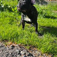 Bulldog francese femmina 6 mesi Pedigree ENCI