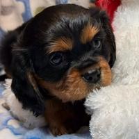 Cucciolo maschio di cavalier king