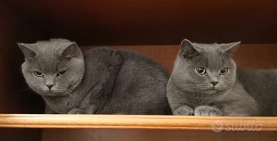 Gatti Scottish straight 3 anni