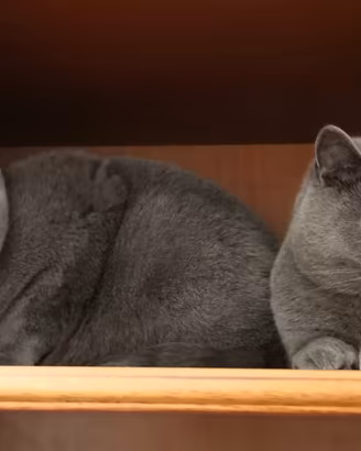 Gatti Scottish straight 3 anni