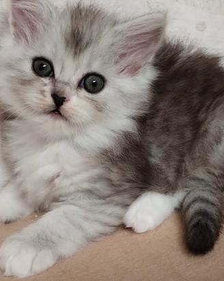 Dolce gattina di persiani normotipici FEMMINA