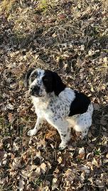 Luna Incrocio bracco springer