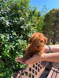 Cuccioli di barboncino Toy e nani