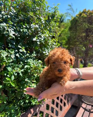 Cuccioli di barboncino Toy e nani