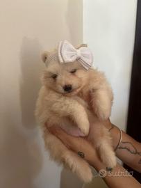 Cucciola di volpino italiano