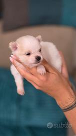 Spitz di Pomerania