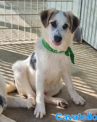 Cavatello cucciolone maschio