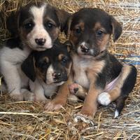 9 cuccioli mix beagle/maremmano