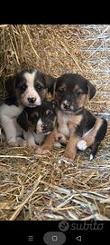 9 cuccioli mix beagle/maremmano