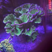 Montipora foliosa verde