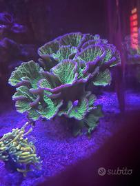 Montipora foliosa verde