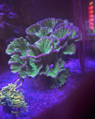 Montipora foliosa verde
