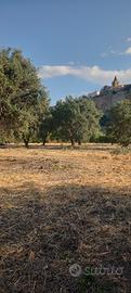 Terreno agricolo con ulivi Villapiana (CS)