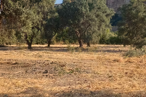 Terreno agricolo con ulivi Villapiana (CS)