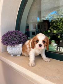 Cuccioli di Cavalier king Ciarles Spaniel tricolor