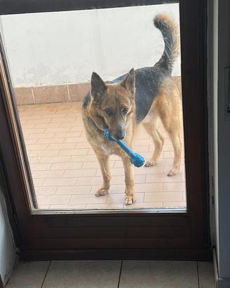 Cane pastore tedesco