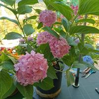 Fiori