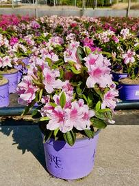 Piante di Azalee Rifiorenti