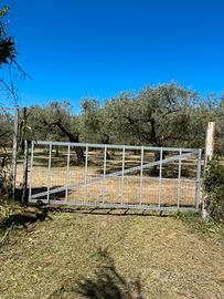 Oliveto agro Baratili San Pietro