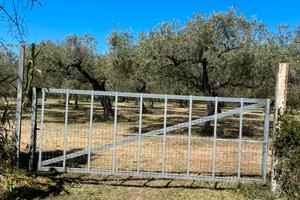Oliveto agro Baratili San Pietro