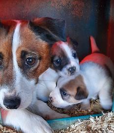Cuccioli di Jack Russell pelo liscio
