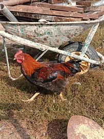 Gallo marans